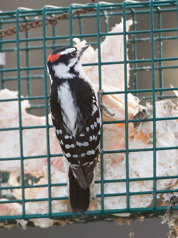 Downy woodpecker at suet feeder, Daniel Webster Wildlife Sanctuary (Mass Audubon), Marshfield, Mass. 2004.  Click for next photo.