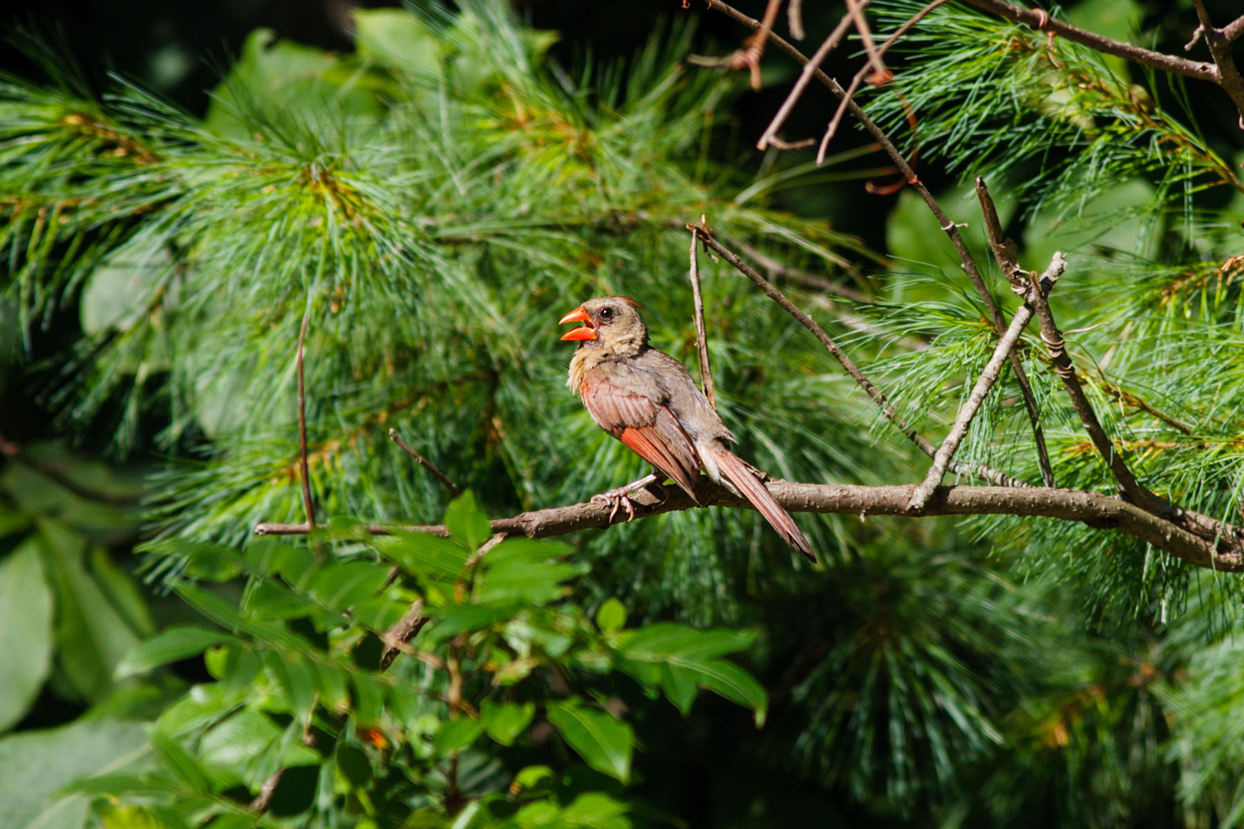 Female cardinal.  Click for next photo.