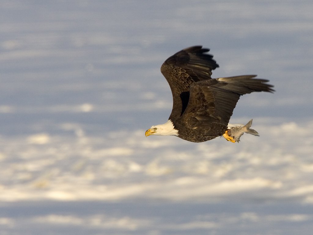 Bald eagle with a fish over the frozen Mississippi River.  Click for next photo.
