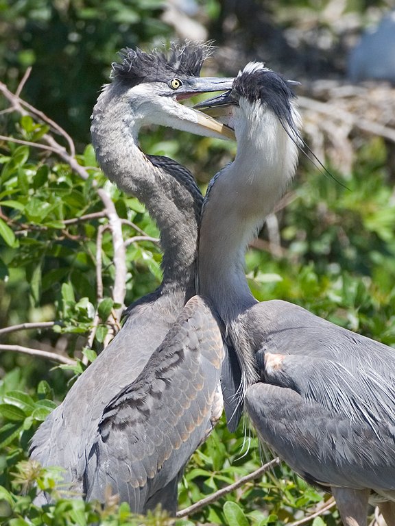 Blue heron youngster wants food NOW, Venice, Florida, May 2007.  Click for next photo.