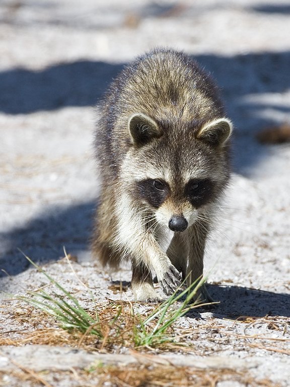 Raccoon ignores me, Honeymoon Island, Florida.  Click for next photo.