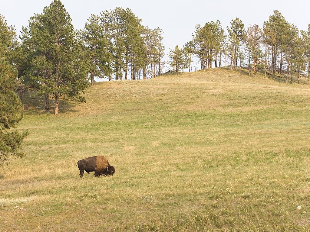 Bison, Custer State Park, 2007.  Click for next photo.