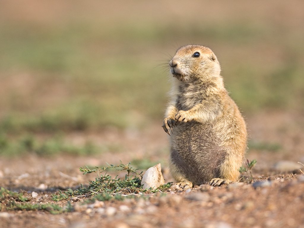 Prairie dog, Wind Cave National Park, 2007.  Click for next photo.