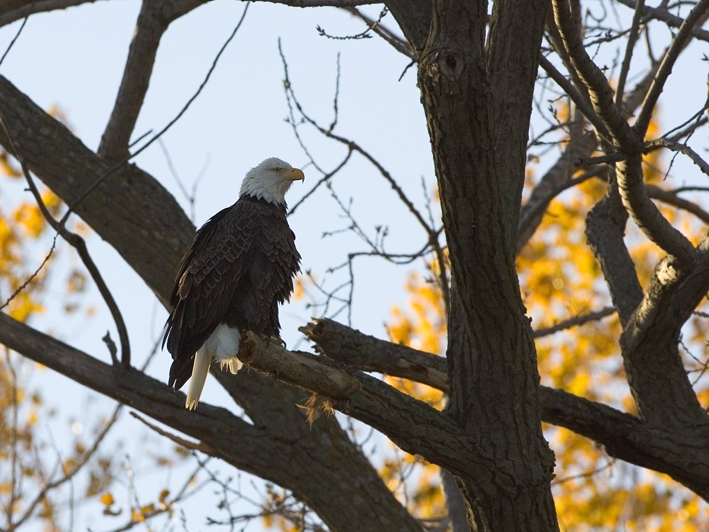 Bald Eagle, Squaw Creek NWR, 2007  Click for next photo.