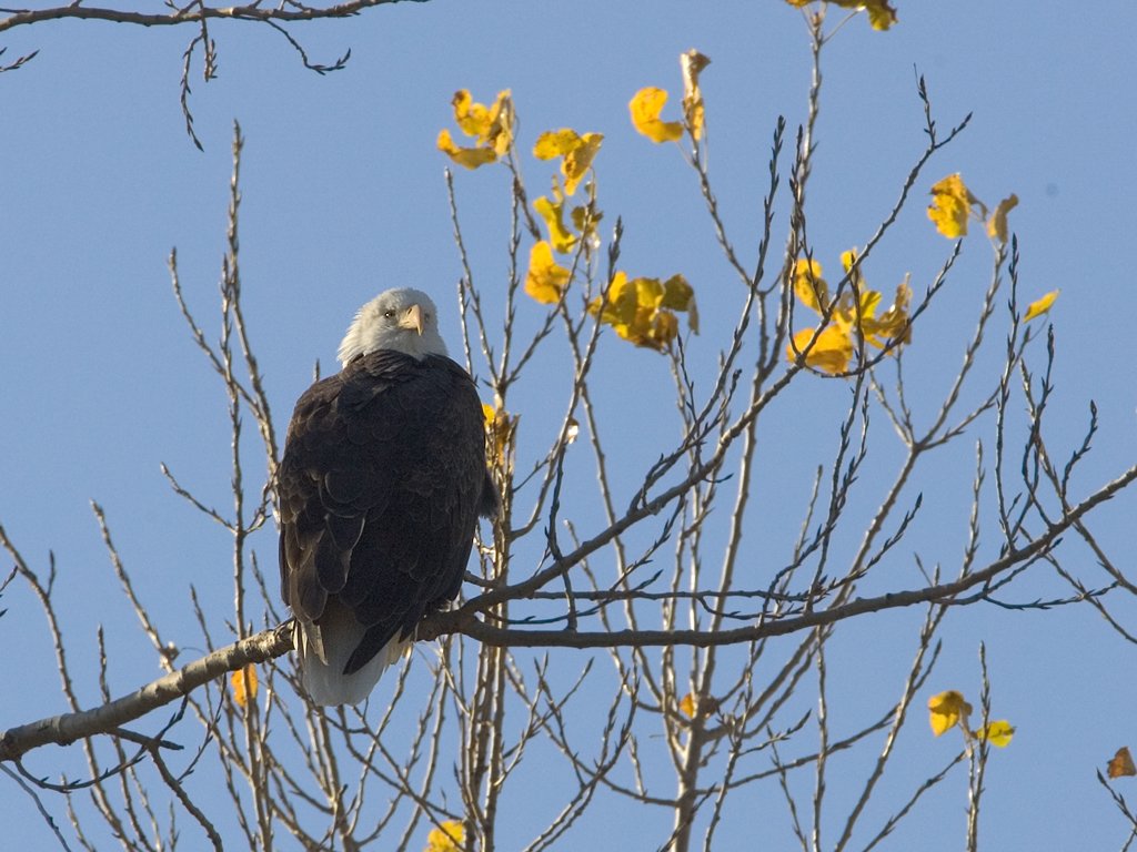 Bald Eagle, Squaw Creek NWR, 2007  Click for next photo.