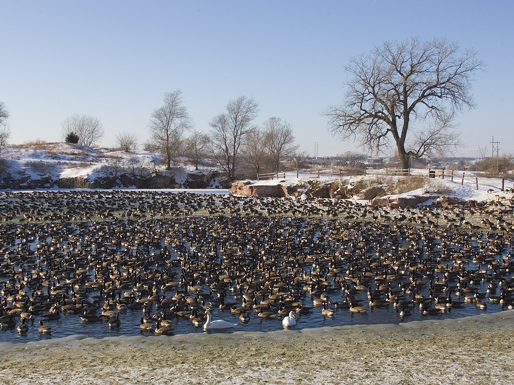 Canada geese (mostly), Arrowhead Park, Sioux Falls, SD, 2007.  Click for next photo.