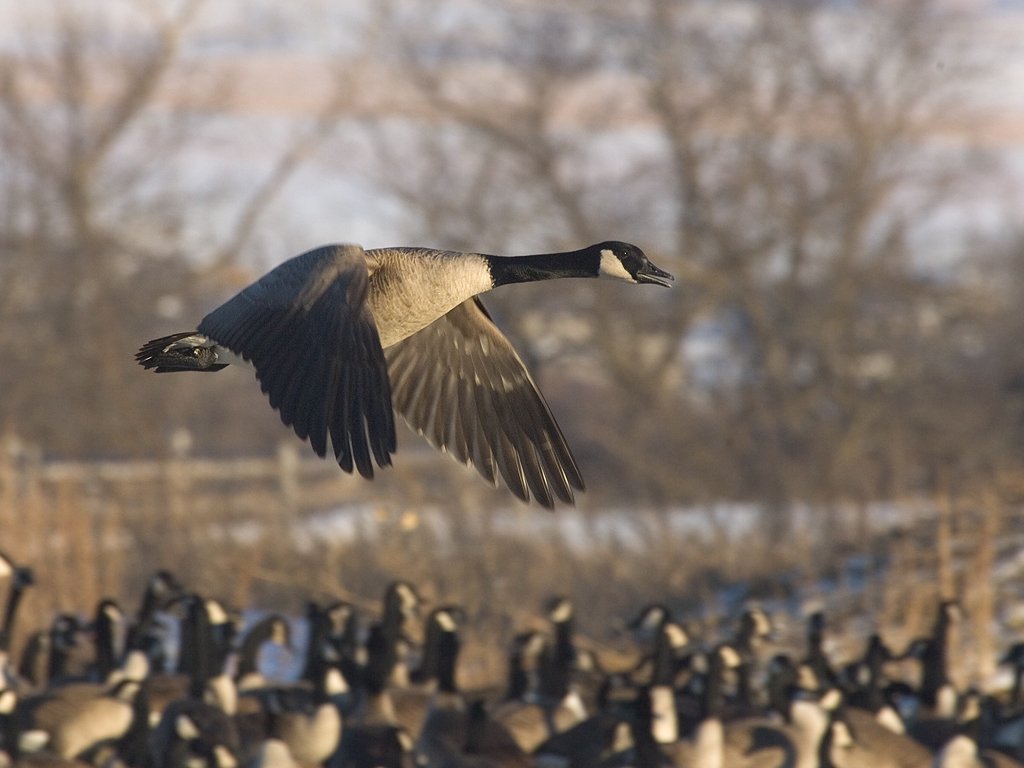 Canada goose, Arrowhead Park, Sioux Falls, SD, 2007.  Click for next photo.