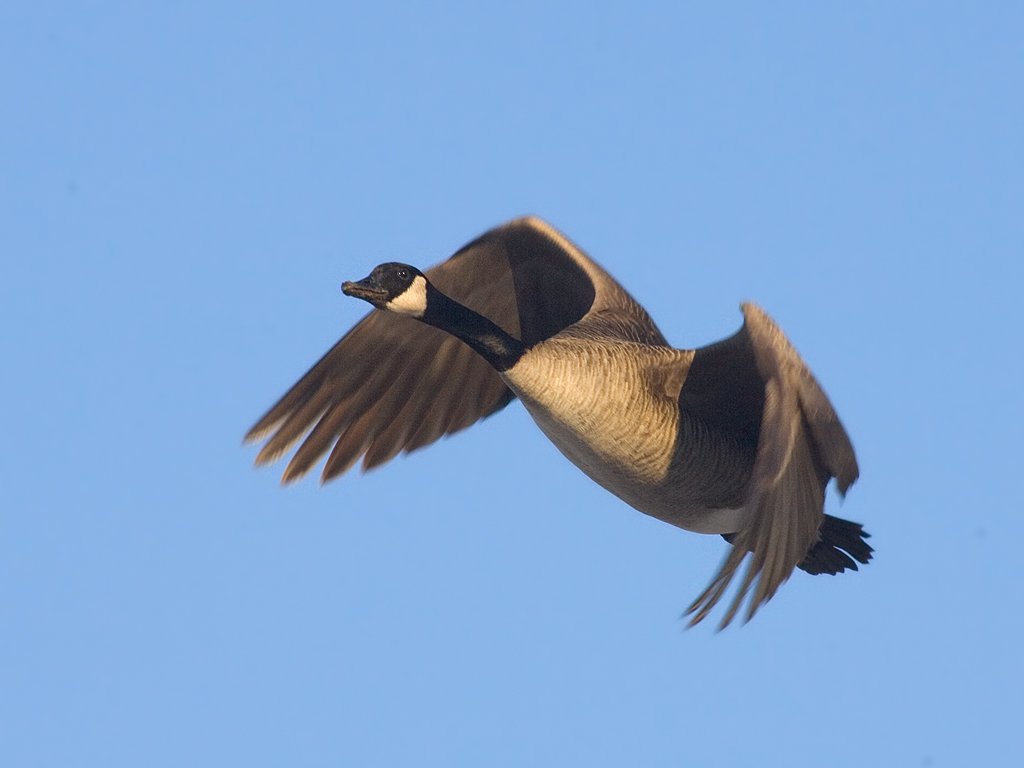 Canada goose, Arrowhead Park, Sioux Falls, SD, 2007.  Click for next photo.