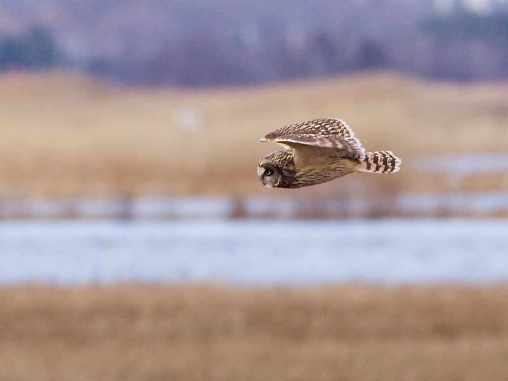 Owl, Parker River NWR, Massachusetts, 2007.  Click for next photo.
