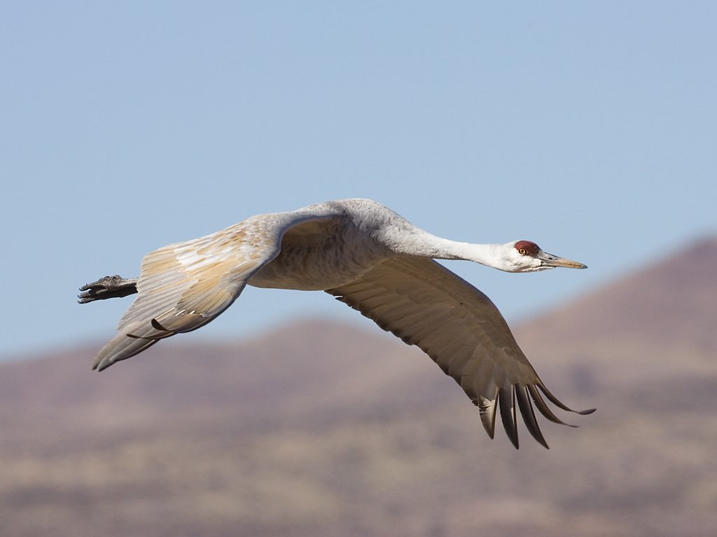 Sandhill crane, Bosque del Apache NWR, New Mexico.  Click for next photo.