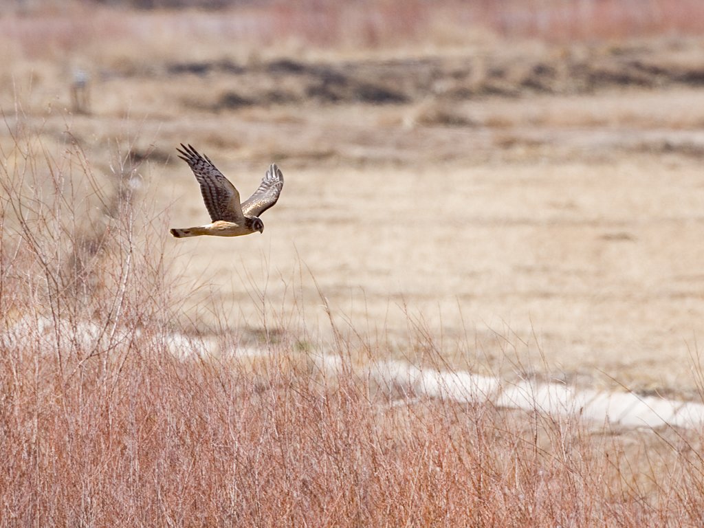 Harrier, Bosque del Apache NWR, New Mexico, January 2007.  Click for next photo.