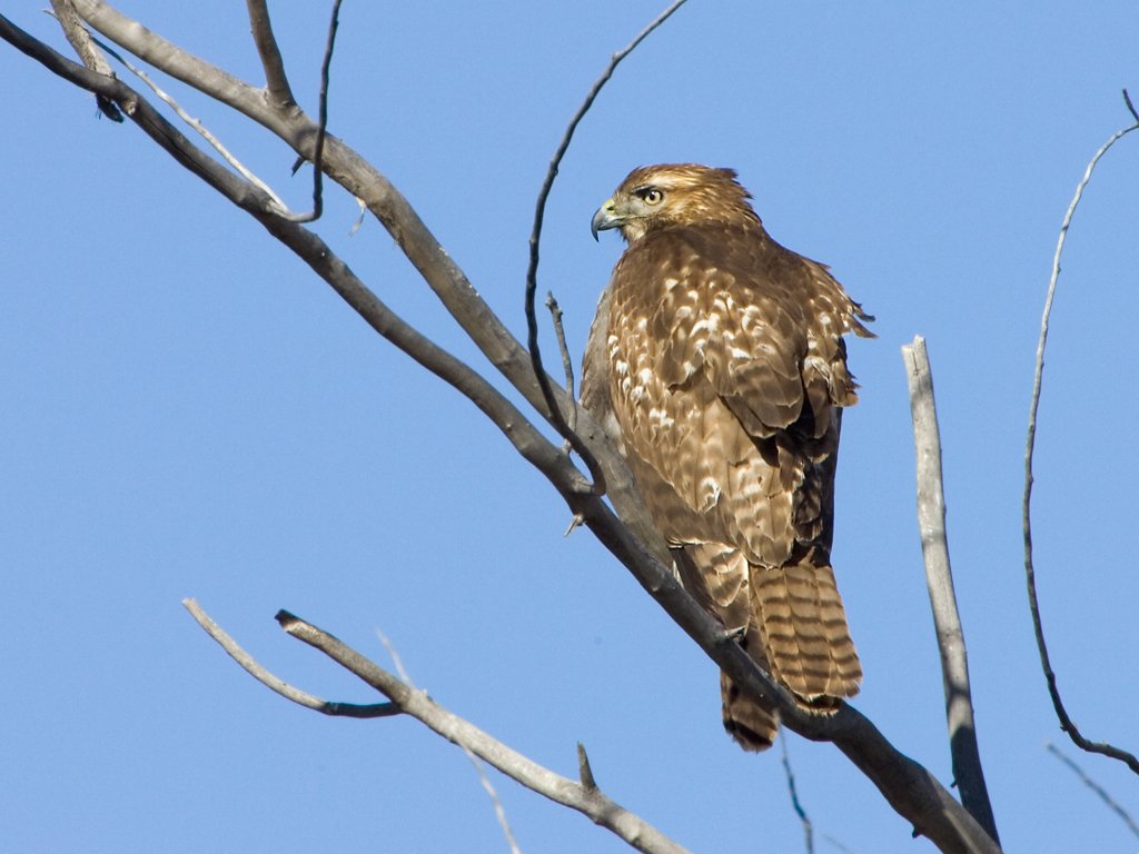 Red-tailed Hawk, Bosque del Apache NWR, New Mexico.  Click for next photo.
