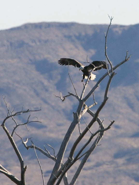 Bald Eagle comes in for a landing, Bosque del Apache NWR, New Mexico.  Click for next photo.