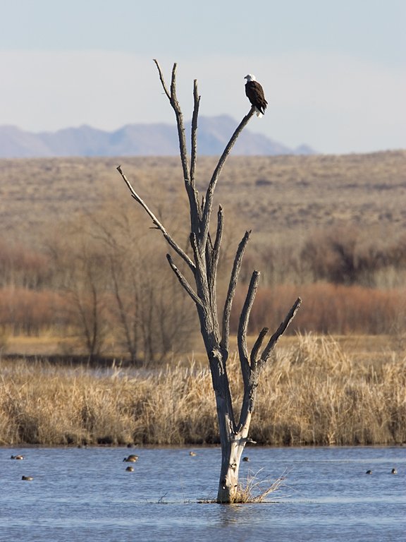 Bald Eagle roosts above the Flight Deck pond, Bosque del Apache NWR, New Mexico.  Click for next photo.