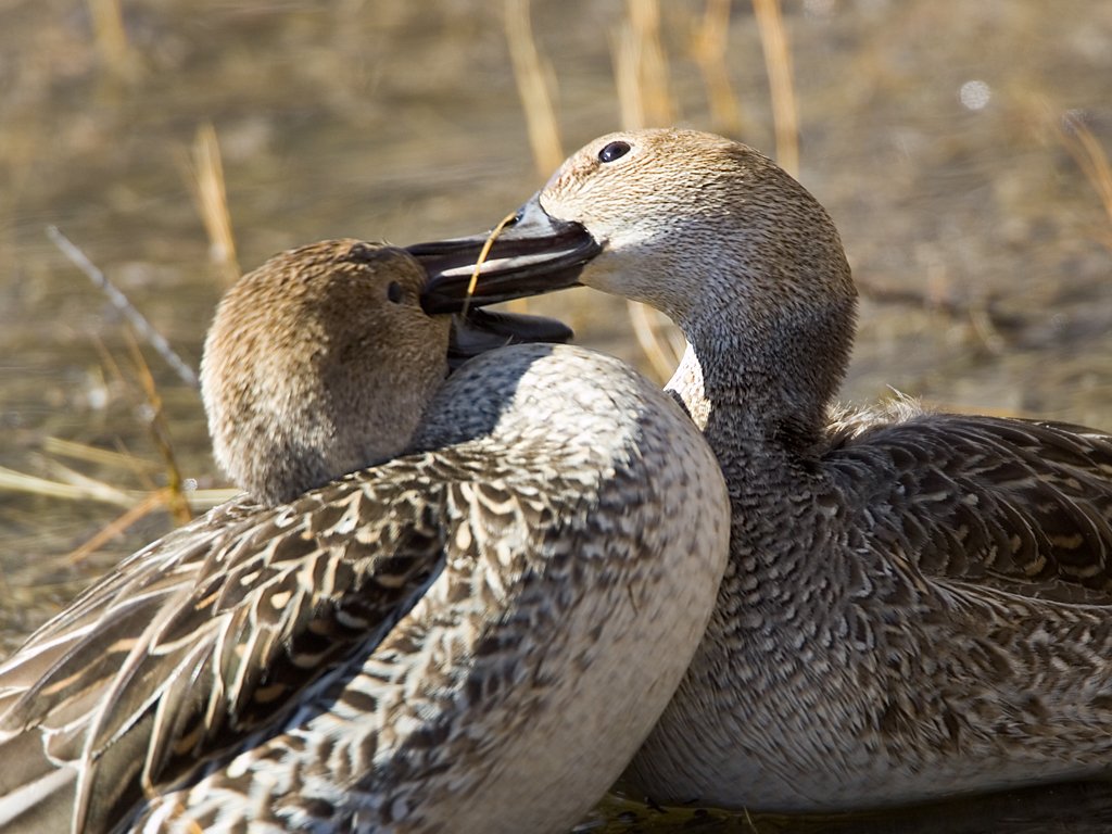Squabbling ducks peck at each other, Bosque del Apache NWR, New Mexico.  Click for next photo.