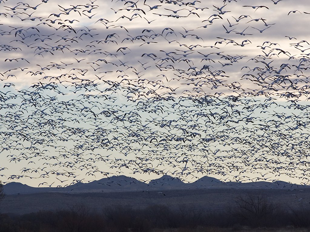Morning commute for the snow geese, Bosque del Apache NWR, New Mexico.  Click for next photo.