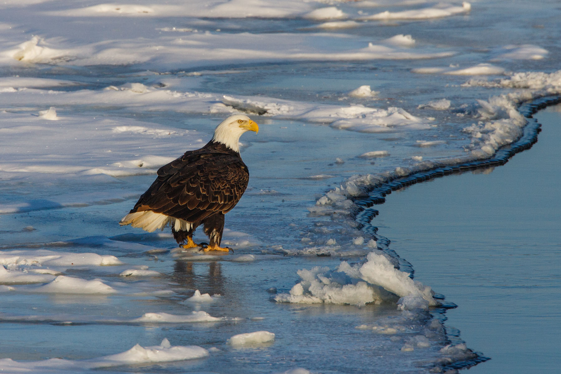 Bald eagle on the Mississippi River ice.  Click for next photo.