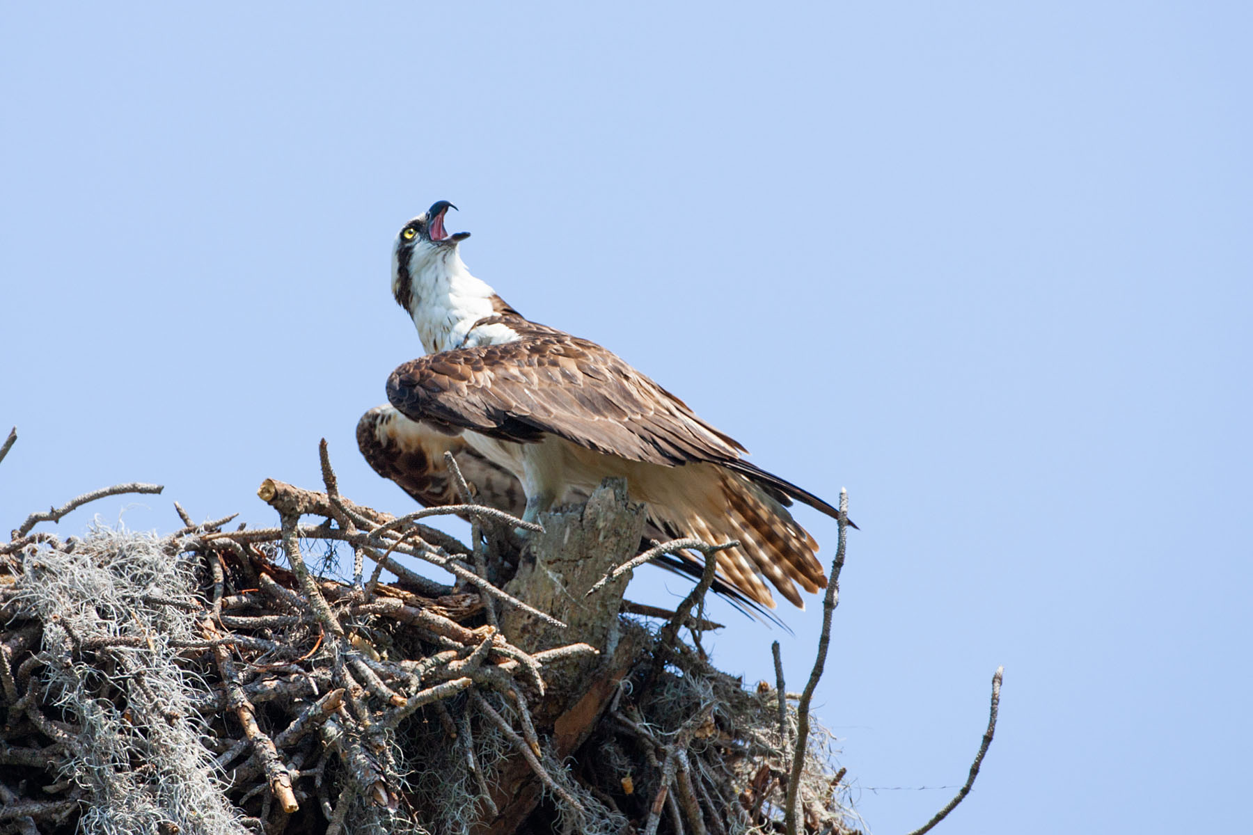 Osprey in nest, Honeymoon Island State Park, Florida.  Click for next photo.