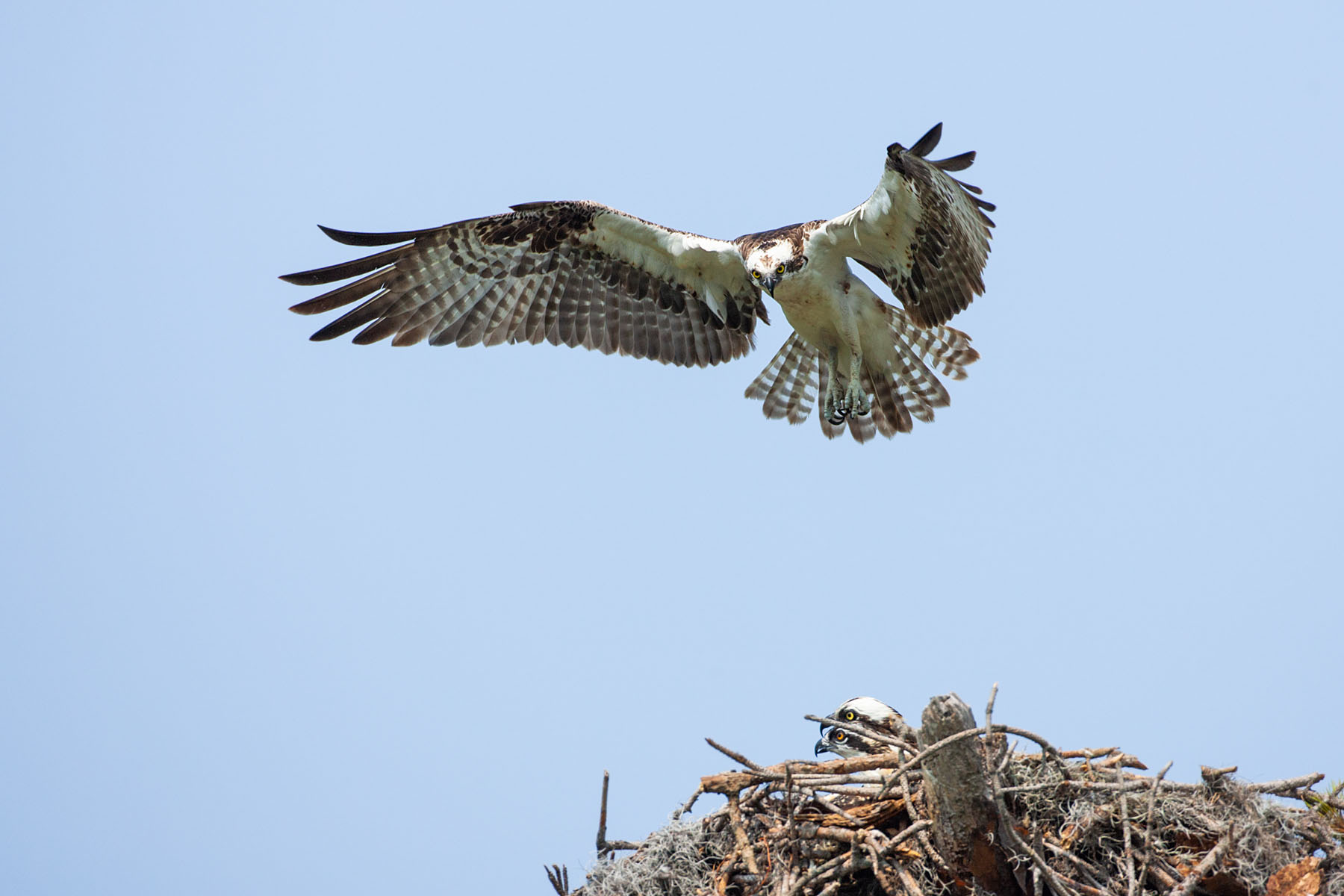 Osprey hovering over a nest, Honeymoon Island State Park, Florida.  Click for next photo.