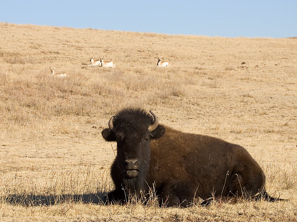 Bison, Custer State Park, South Dakota, February 2008.  Click for next photo.
