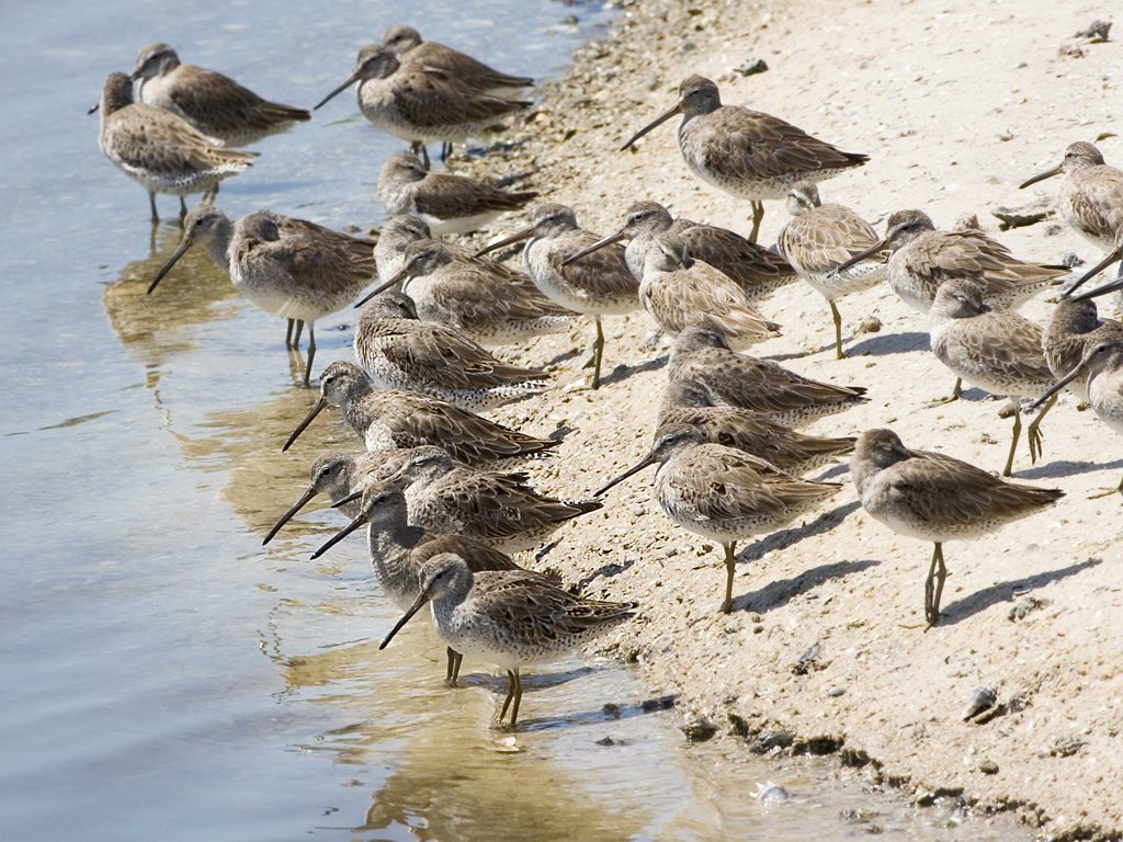Shorebirds at "Ding" Darling NWR, Sanibel Island, Florida, March 2008.  Click for next photo.