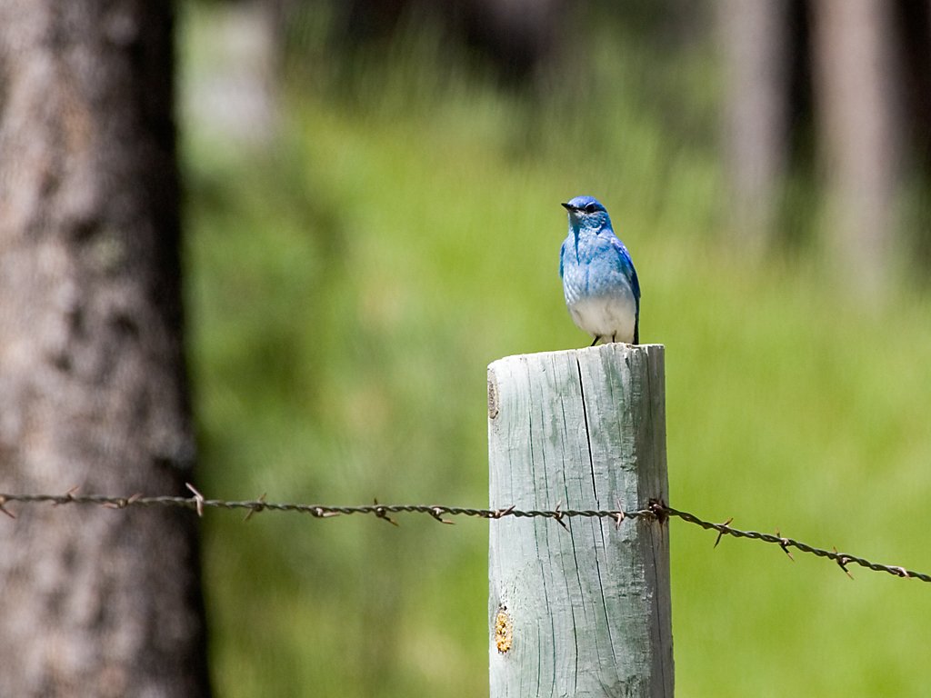 Mountain Bluebird, Custer State Park, South Dakota, June 2008.  Click for next photo.