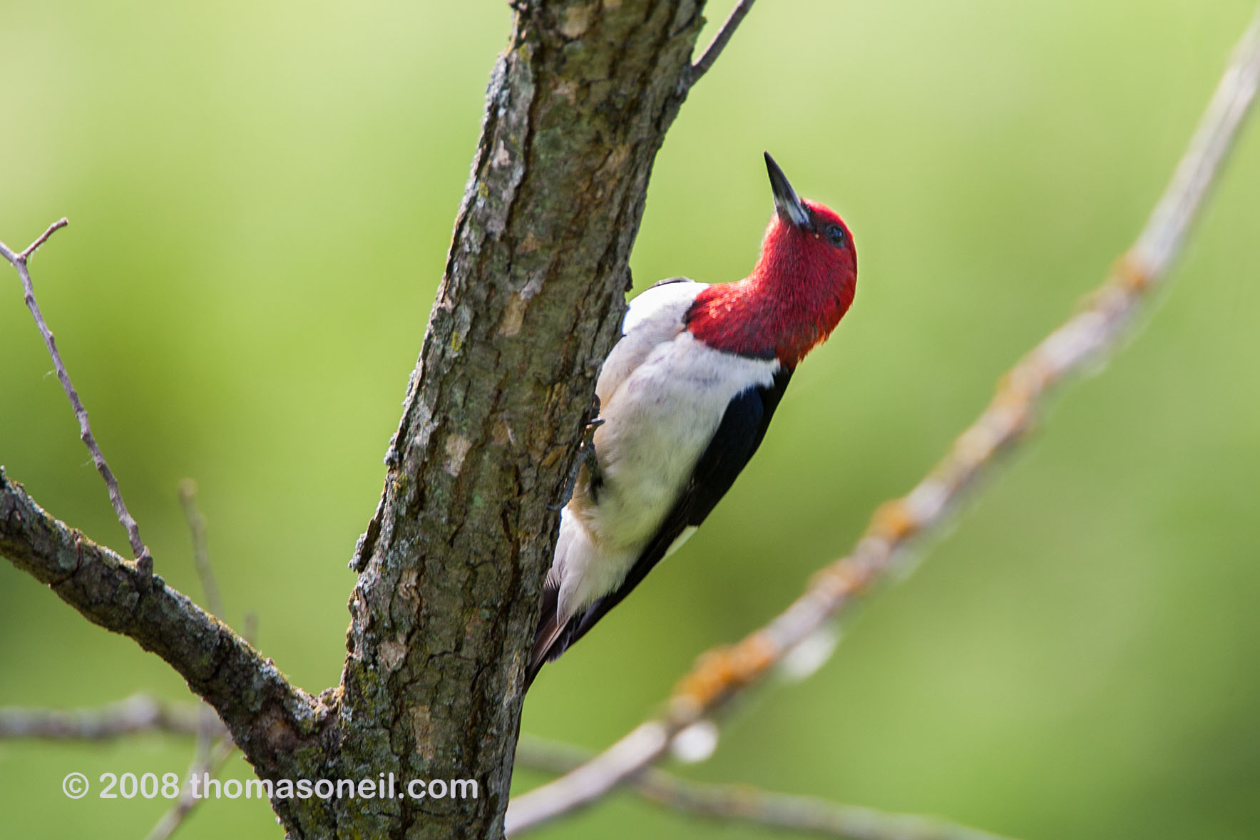 Red-headed woodpecker, Newton Hills State Park, SD, 2008.  Click for next photo.