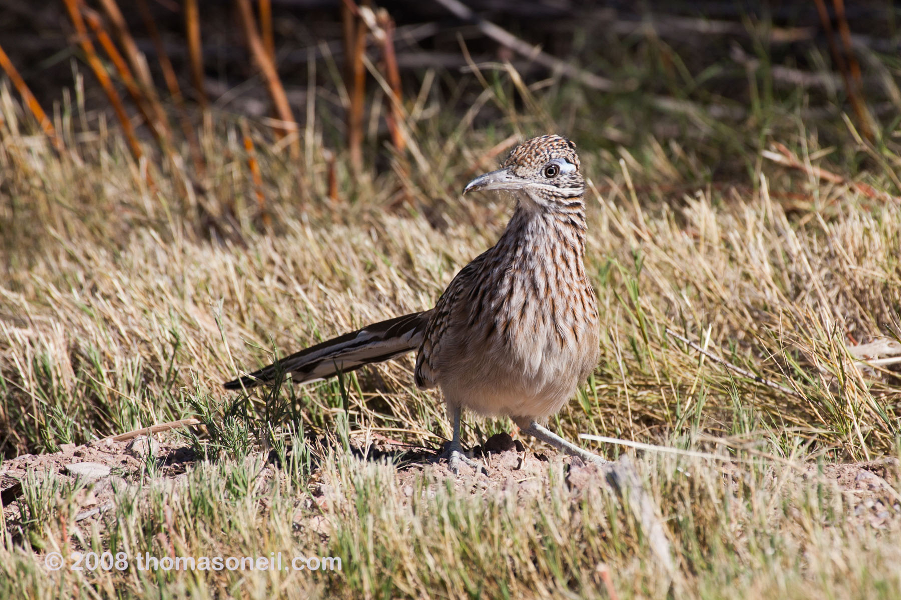 Roadrunner, Bosque del Apache NWR, NM, October 2008.  Click for next photo.