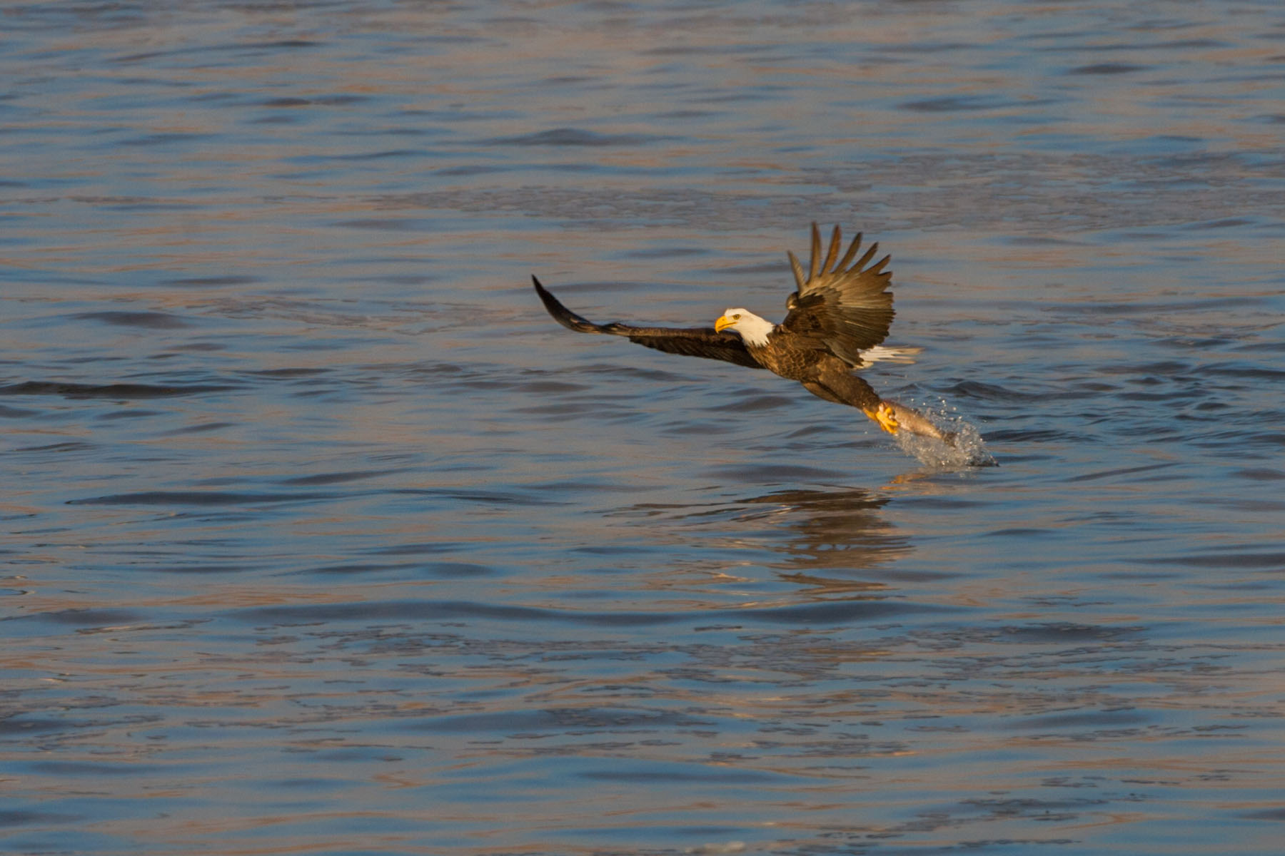 Bald eagle yanks a fish out of the Mississippi River.  Click for next photo.