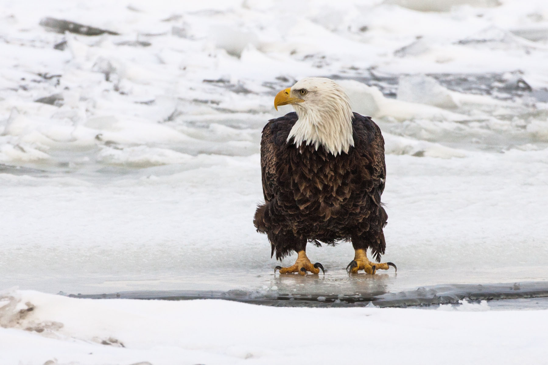 Bald eagle on the frozen Mississippi River.  Click for next photo.