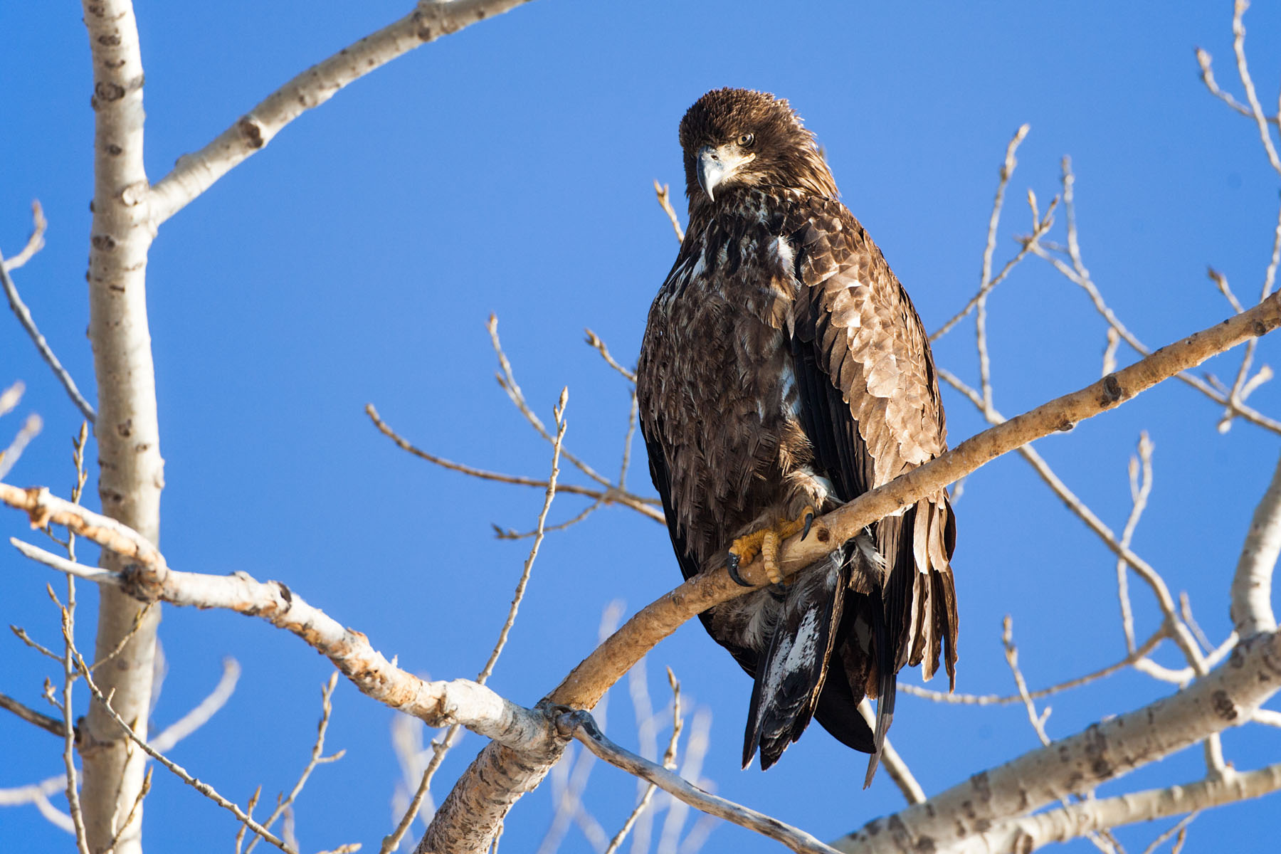 Juvenile bald eagle, Ft. Randall dam, South Dakota.  Click for next photo.