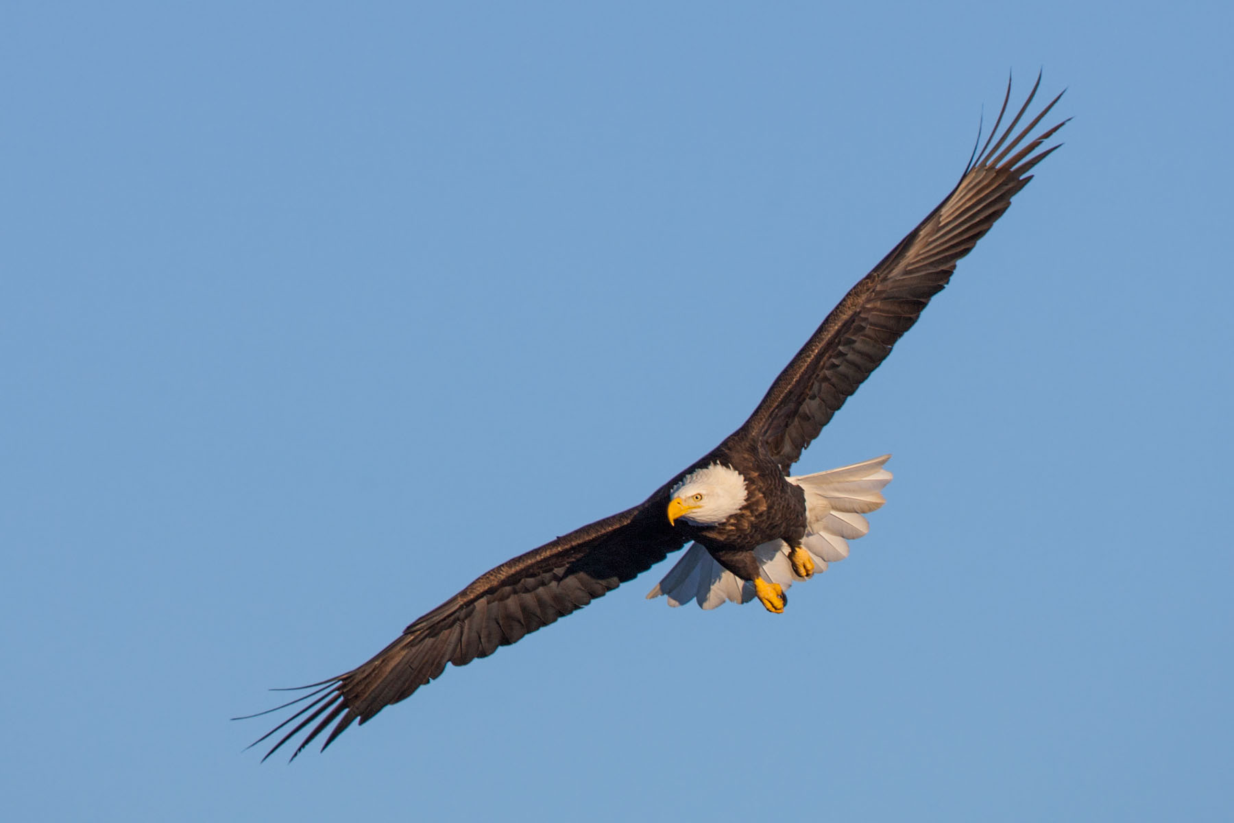 Bald eagle, Ft. Randall dam, South Dakota.  Click for next photo.