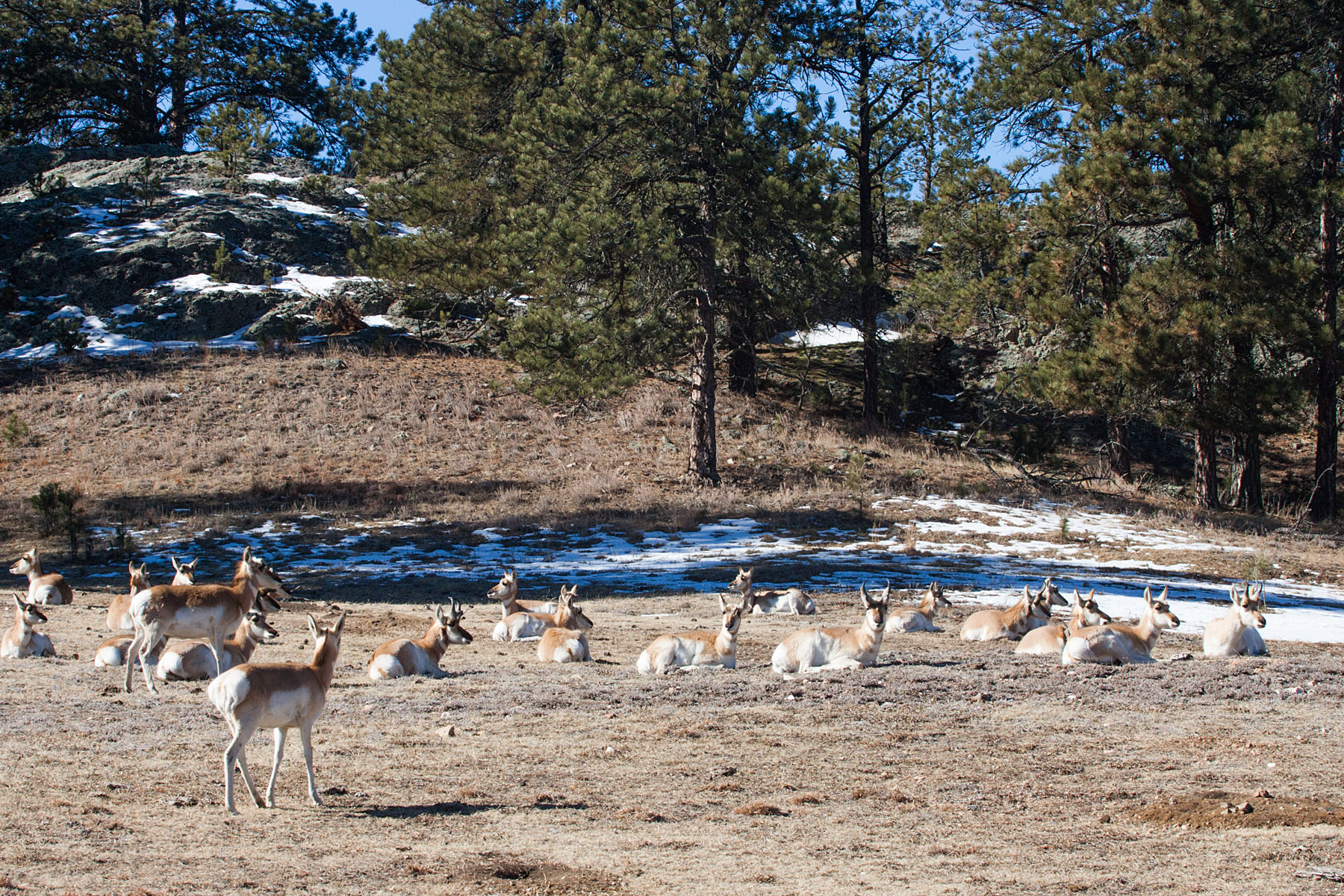 Pronghorn at rest, Custer State Park, South Dakota.  Click for next photo.