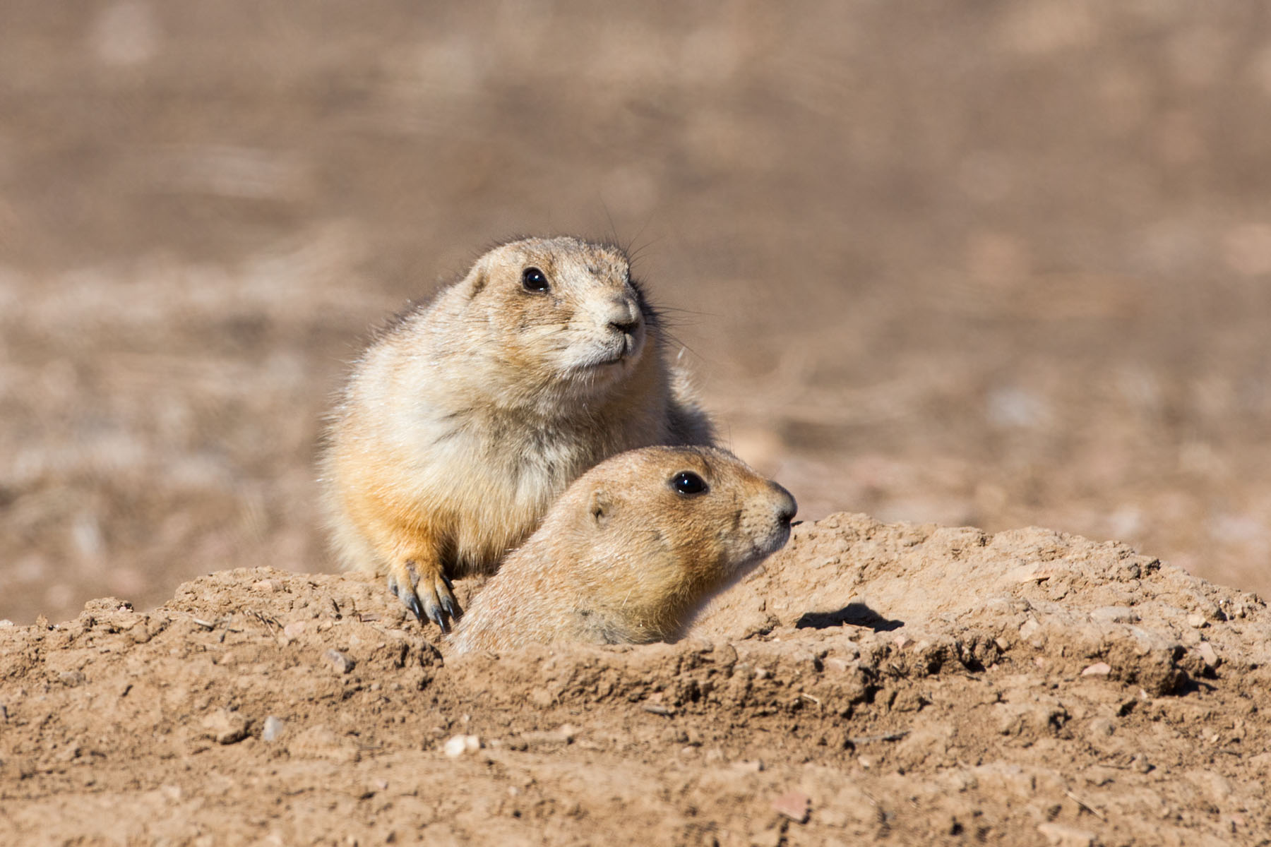 Prairie Dogs, Wind Cave National Park, South Dakota.  Click for next photo.