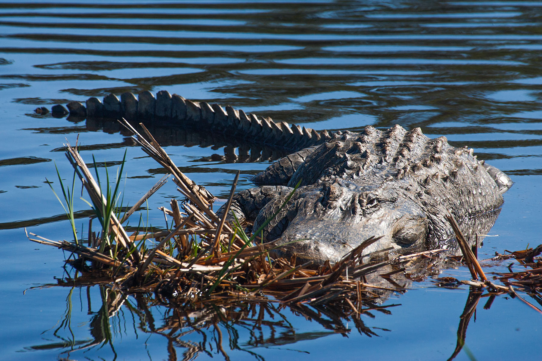 Gator, Washo Preserve, South Carolina.  Click for next photo.