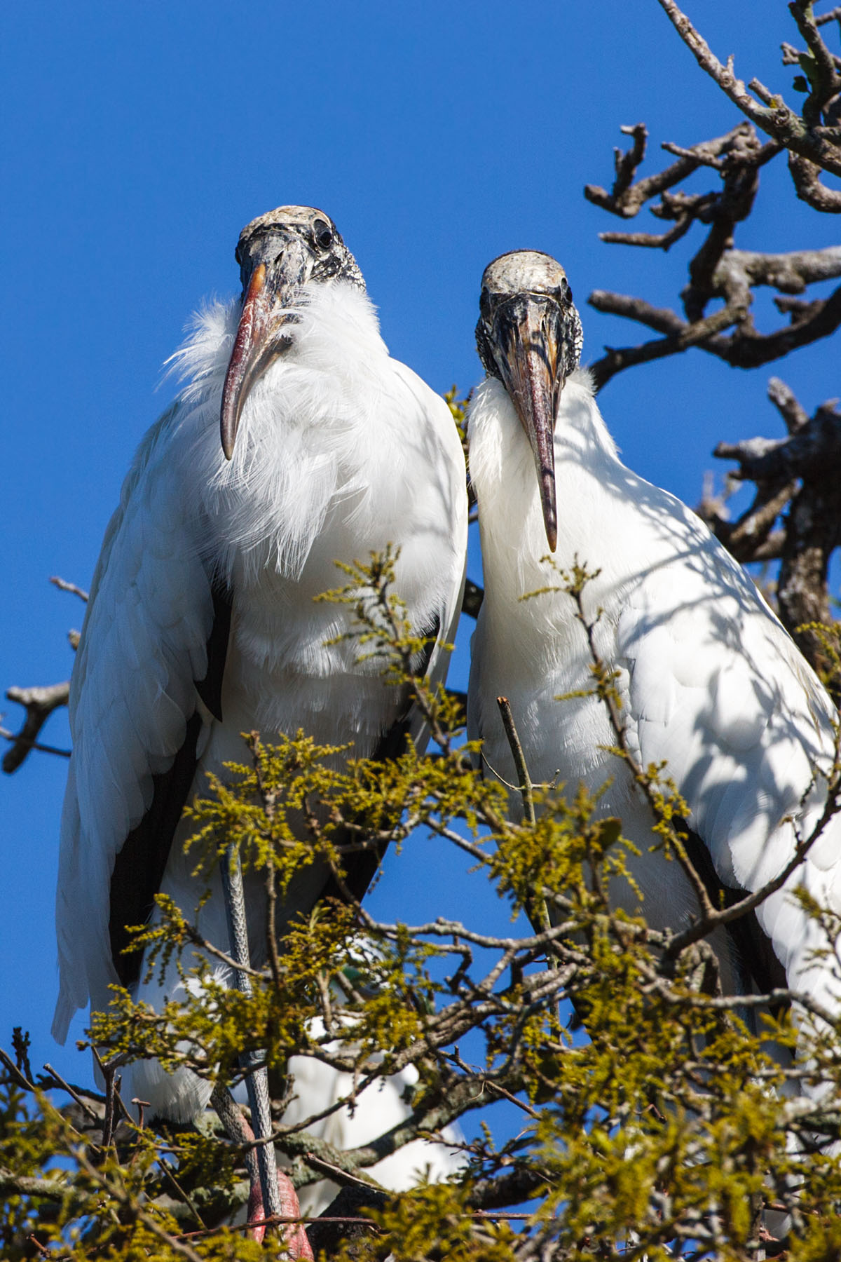Nesting wood storks, St. Augustine, Florida.  Click for next photo.