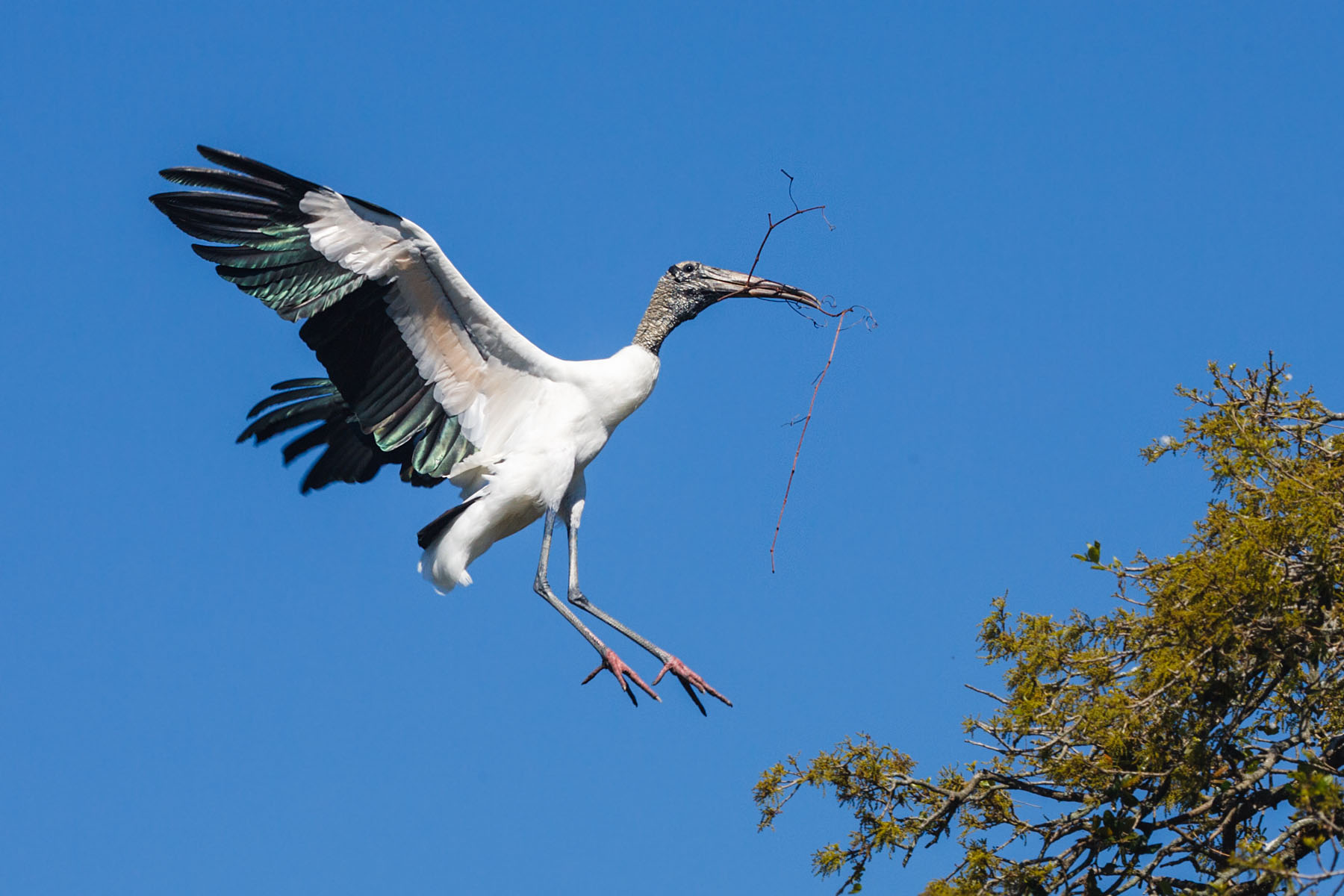 Wood stork with some nesting material St. Augustine, Florida.  Click for next photo.