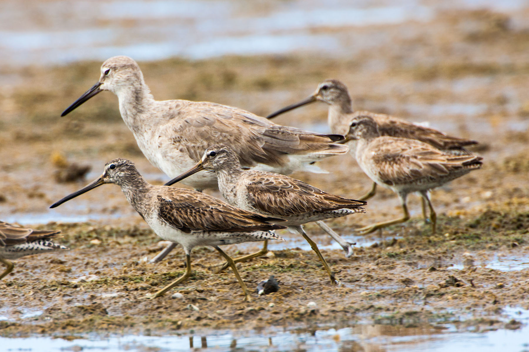 Shorebirds at "Ding" Darling NWR, Sanibel Island, Florida.  Click for next photo.