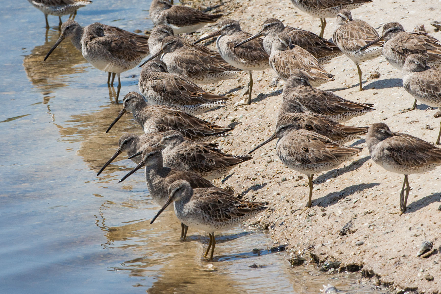 Shorebirds at "Ding" Darling NWR, Sanibel Island, Florida.  Click for next photo.