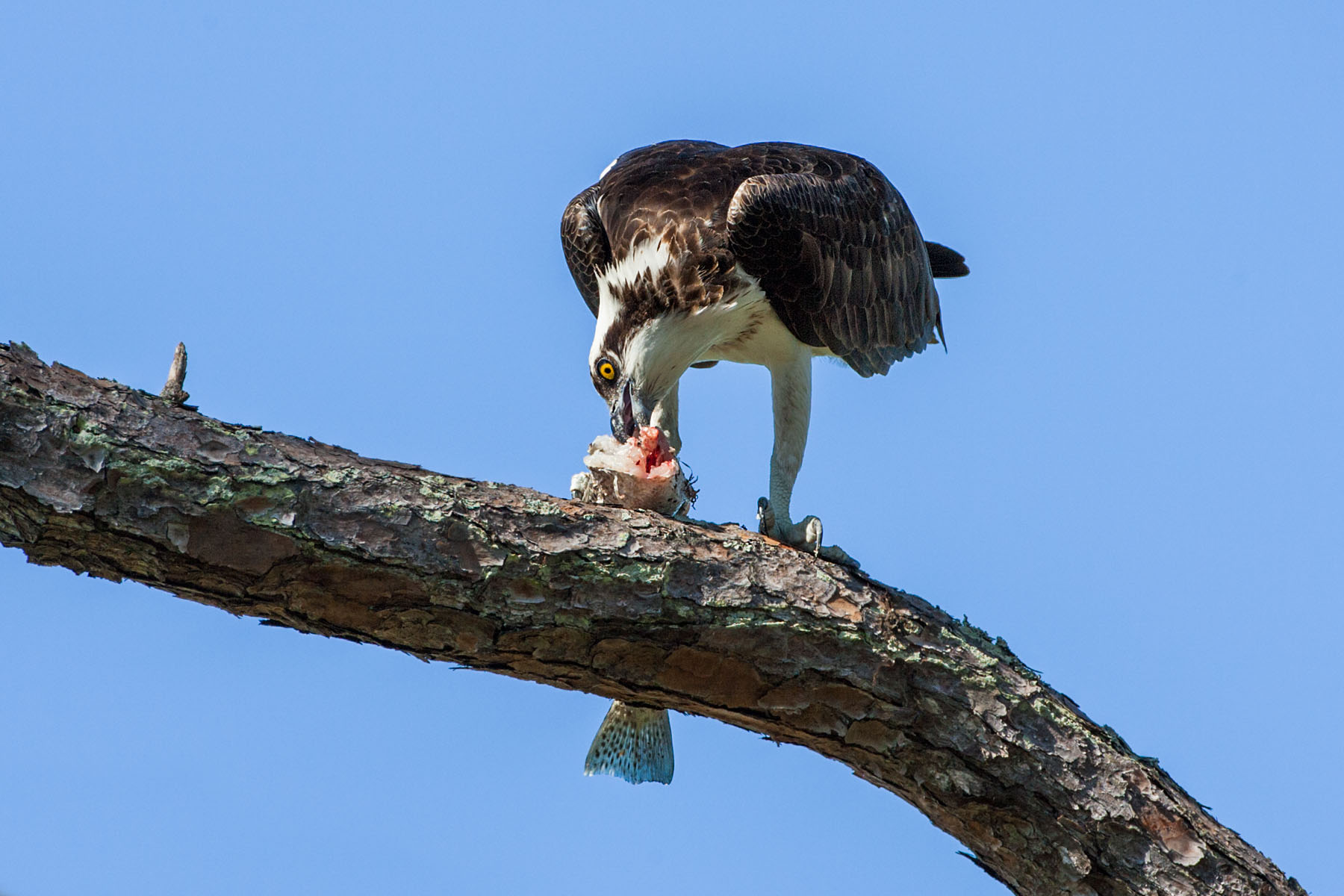 Osprey having chow, Honeymoon Island State Park, Florida.  Click for next photo.