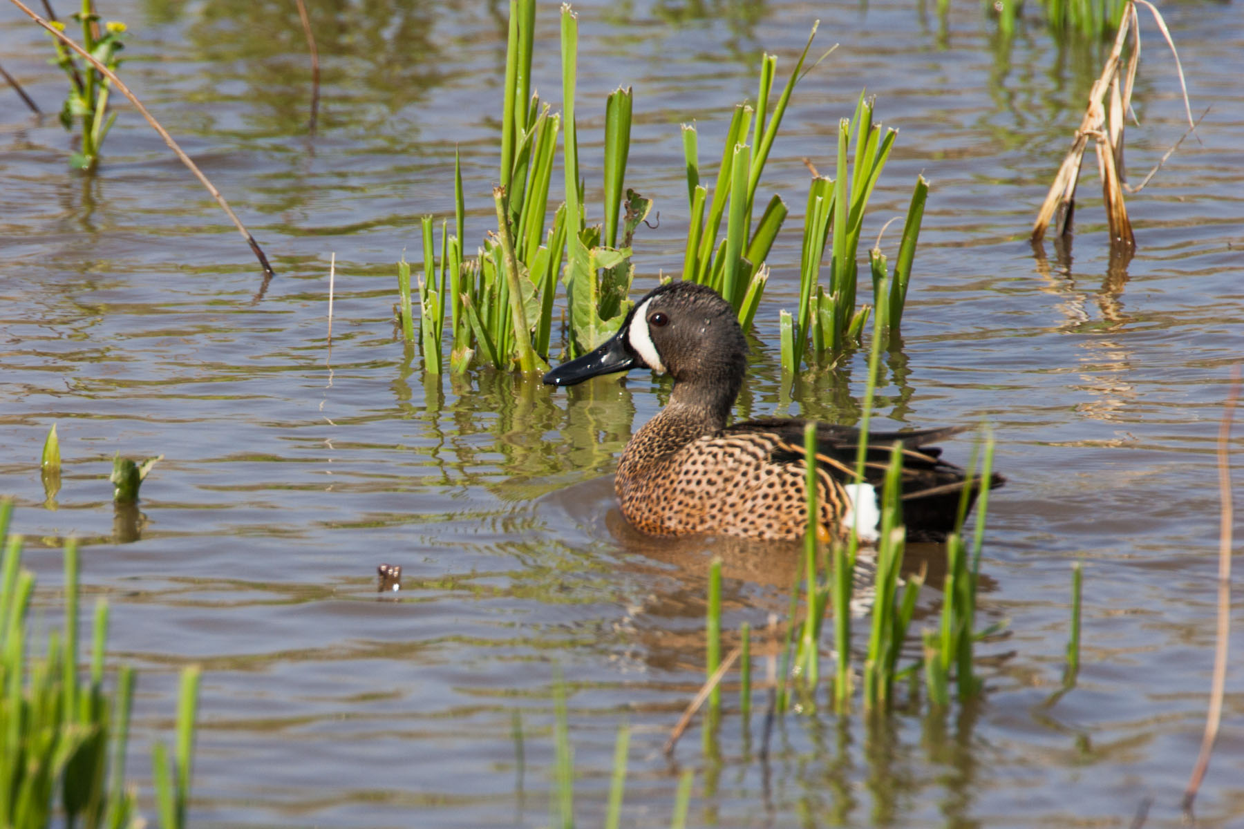 Blue-winged Teal, Squaw Creek NWR, Missouri.  Click for next photo.