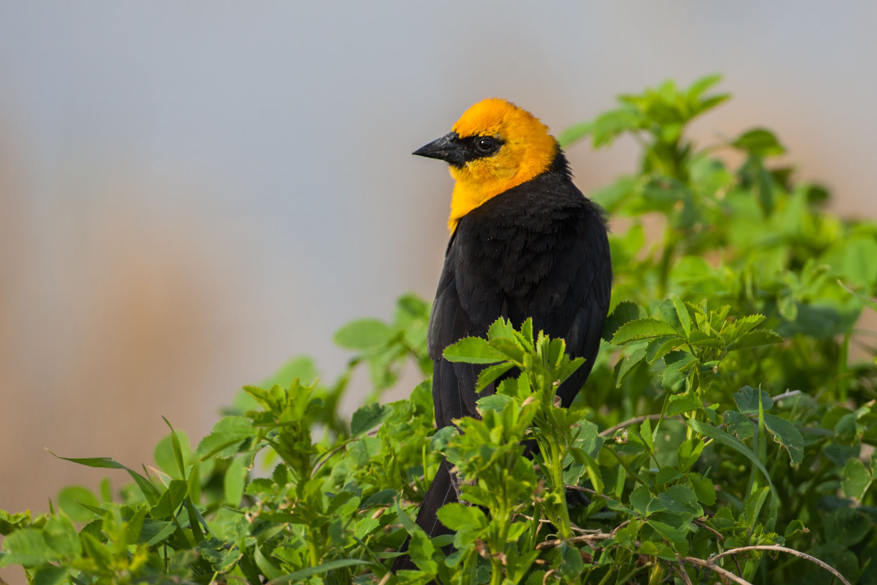 Yellow-headed Blackbird, Quivira NWR, Kansas.  Click for next photo.