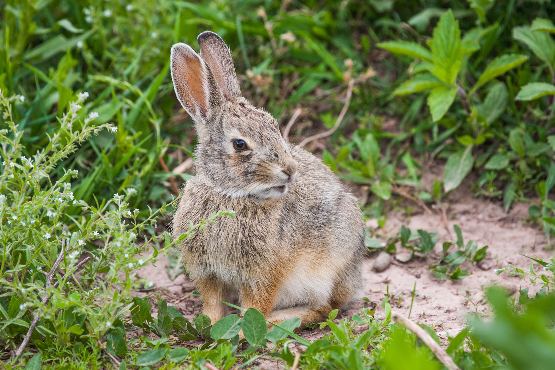 Bunny rabbit, Wind Cave National Park, South Dakota.  Click for next photo.