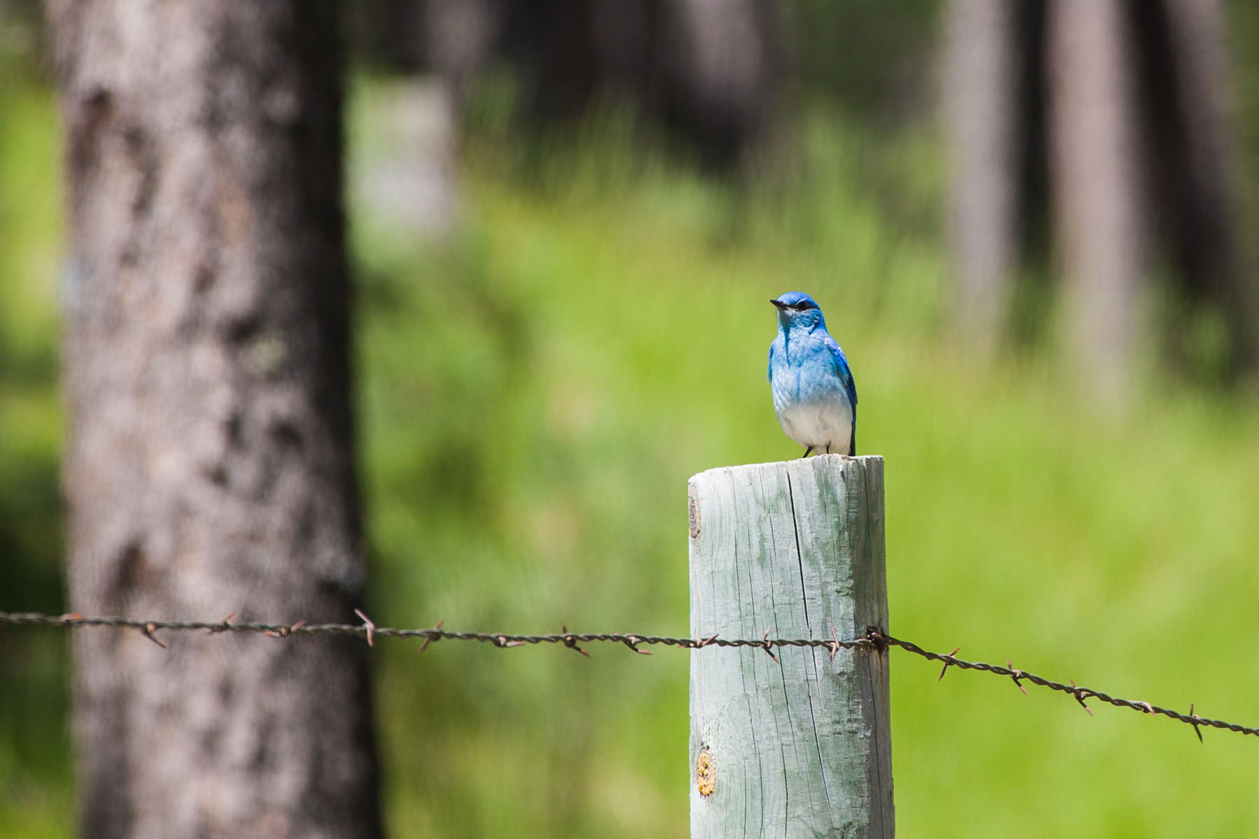 Mountain Bluebird, Custer State Park, South Dakota.  Click for next photo.