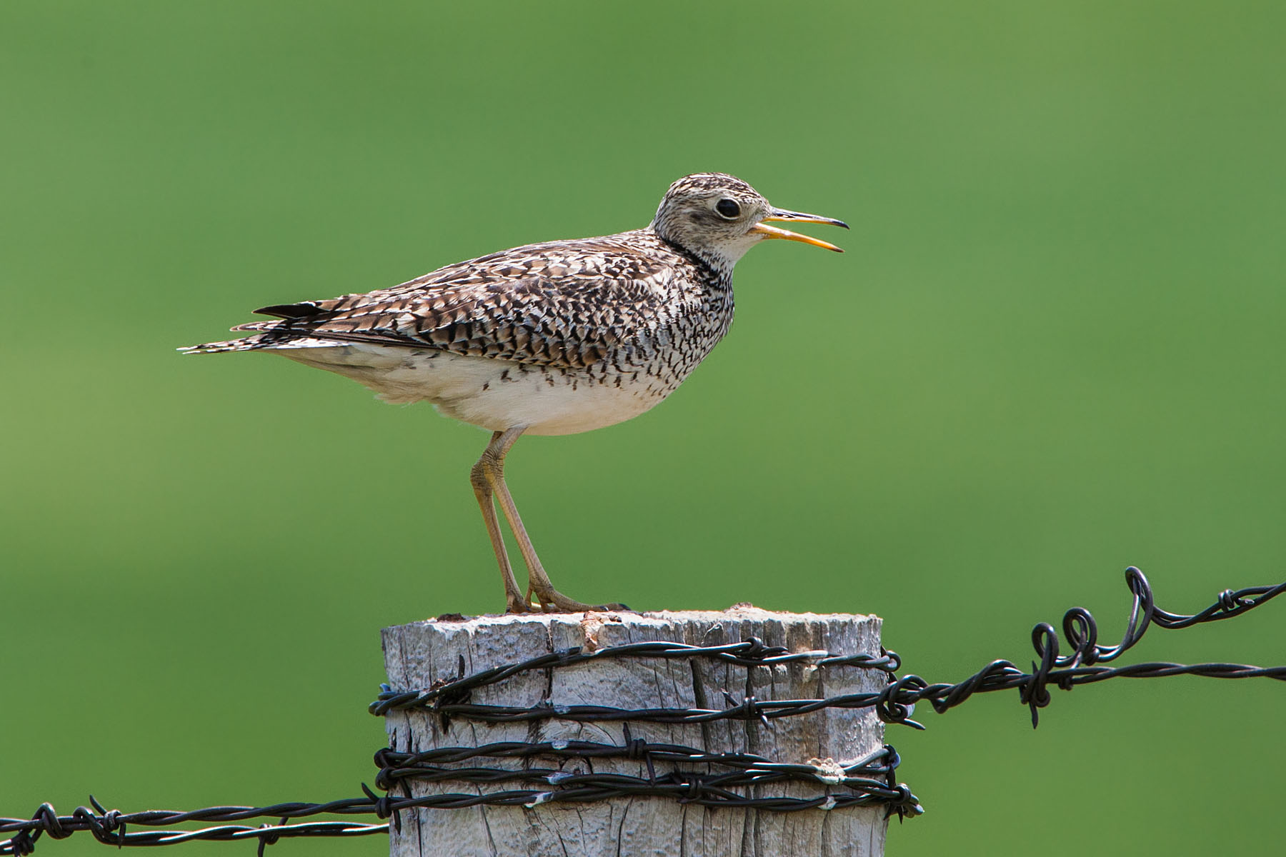 Upland sandpiper somewhere in western South Dakota.  Click for next photo.