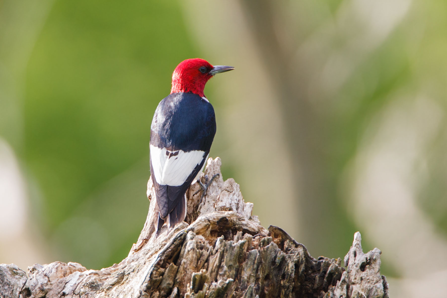 Red-headed woodpecker, Newton Hills State Park.  Click for next photo.