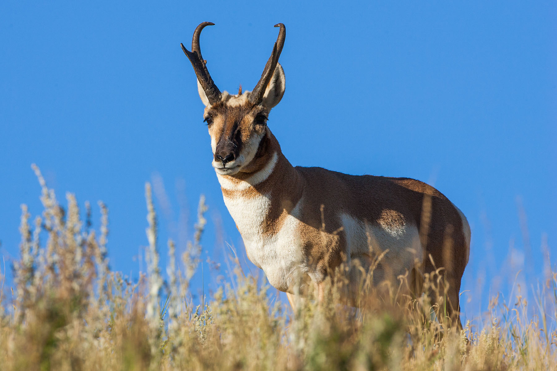 Pronghorn, Custer State Park, SD.  Click for next photo.