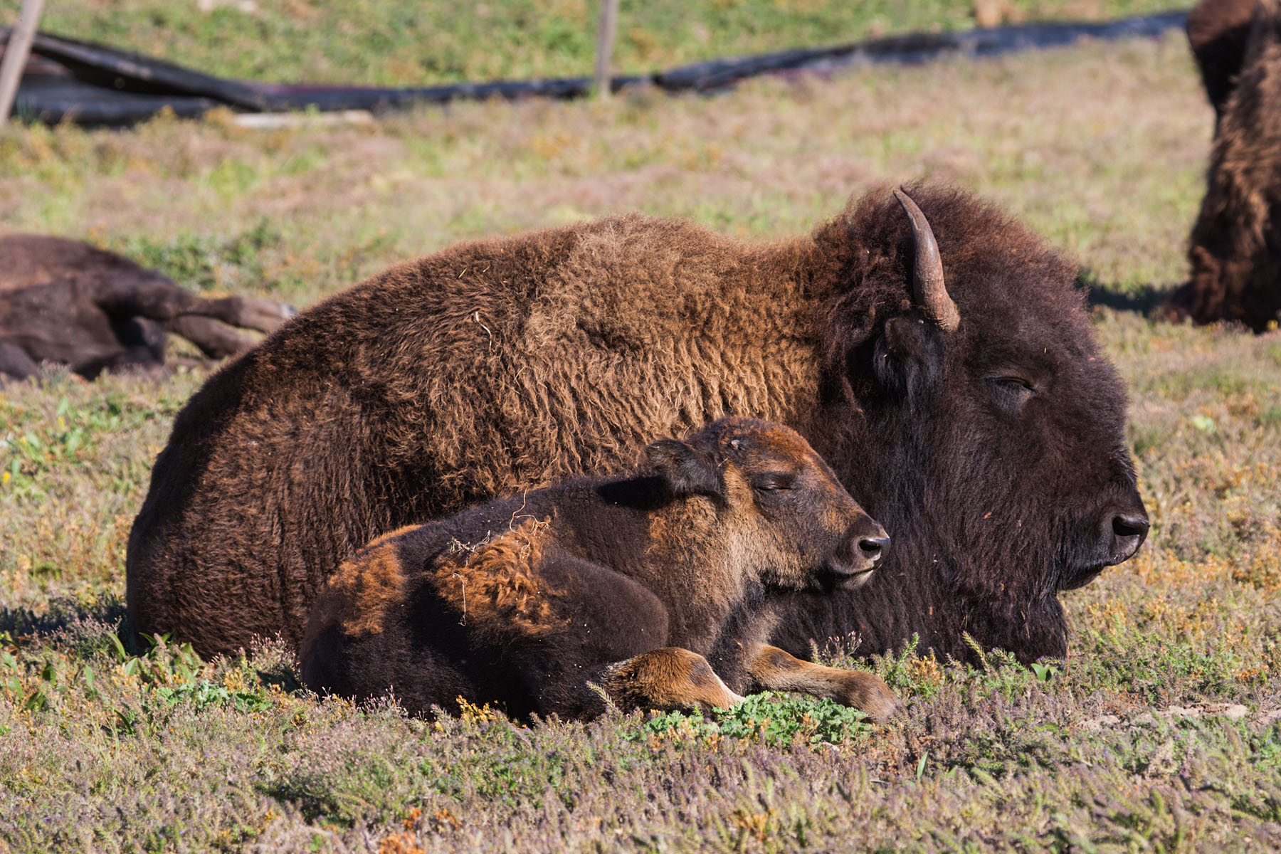 Bison, Custer State Park, SD.  Click for next photo.