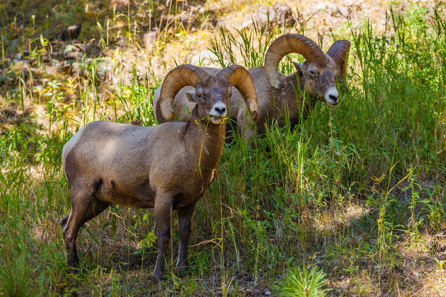 Rocky Mountain Bighorns, Custer State Park, SD.  Click for next photo.