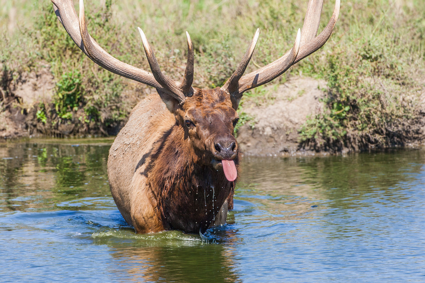 Elk being rude, Simmons Wildlife Safari, Nebraska.  Click for next photo.